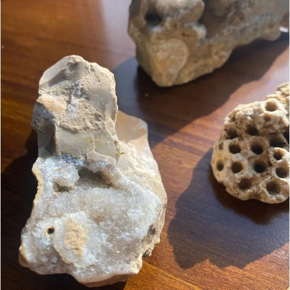 Assorted Fossils & Rocks 🪨🪸 - Picture 6 of 15